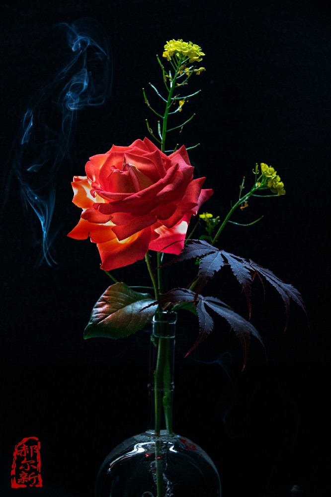 《心底的玫瑰》