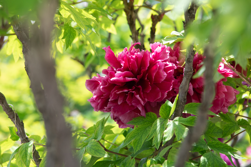 《你把美丽留给人间》